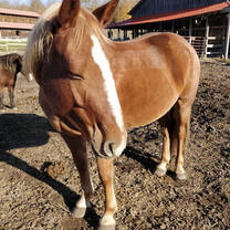We love our horses!