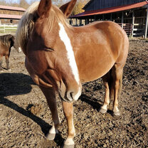 We love our horses!