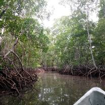 A boat trip through the mangroves
