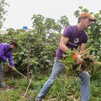 Volunteer uprooting plants at Ecuador