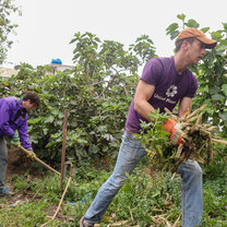 Volunteer uprooting plants at Ecuador