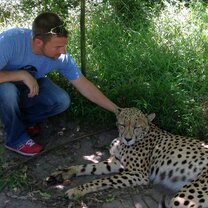 Volunteer meeting a South African Cheetah