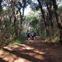 Walking in to the wood