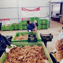 Working in farm