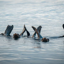 Wildlife in Baja 