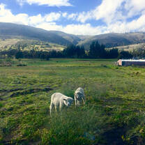 Community farming in Ecuador