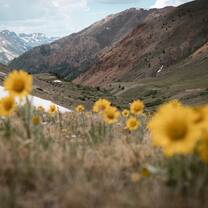 Wildflowers