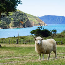 Making new friends on a NOLS New Zealand expedition.