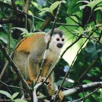 Monkey