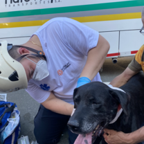 a life is a life dosent matter human ore animal  helping a injuried dog