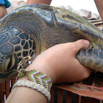 In Water Sea turtle Research - South Brazil