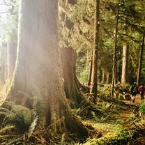 Old-growth forest