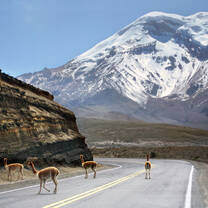 Chimborazo Mt.