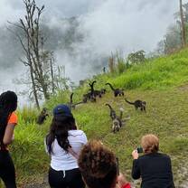 visiting monkeys