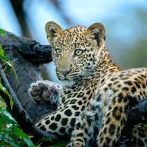 Kenya - Maasai Mara Lion and Wildlife Conservation