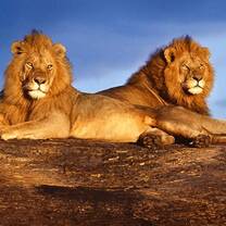 Lion and Wildlife Conservation