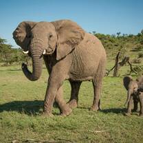 Kenya's wildlife