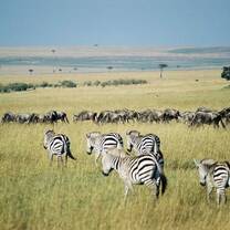 Wildlife Conservation