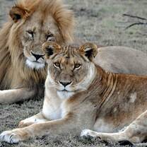 Lion Conservation