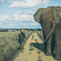 Volunteer walking alongside large elephant