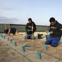 Team working with sea turtle nests in the hatchery