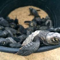 Sea turtle hatchlings in a bucket about to be released