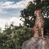 Cheetah research in Zimbabwe