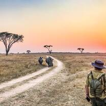 Man watching rhino and baby rhino
