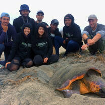 Nesting loggerhead turtle with volunteers behind her during the morning