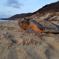 Loggerhead sea turtle nesting early in the morning