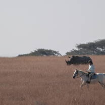Horse riding next to a rhino