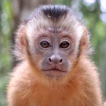 Rescued Capuchin Monkey at wildlife shelter in the Peruvian Amazon