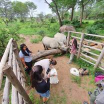 Volunteers with rhino in Zimbabwe