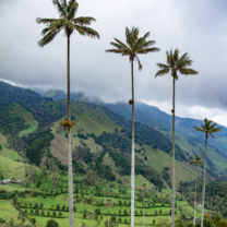 Cocora Valley
