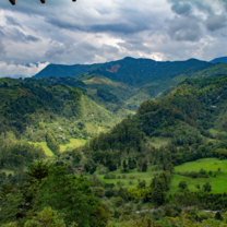 Cocora Valley