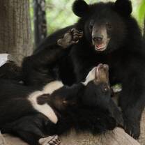 Rescued bears at Sanctuary in Cambodia