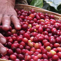 Coffee beans