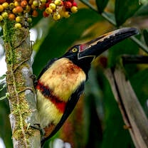 SFS Costa Rica - bird in the coffee