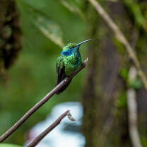 SFS Costa Rica - hummingbird