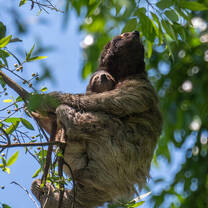 SFS Panama - sloths