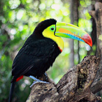 SFS Panama - toucan in Boquete