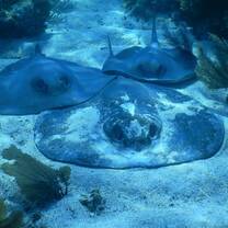 Whiptail stingrays in the sand 