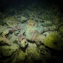 An octopus on a night snorkel