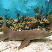 A docile nurse shark