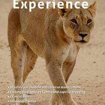 Wildlife Vet Experience - Lion