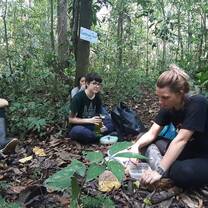 field work, follow  monkeys