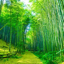 Japan Bamboo Forest