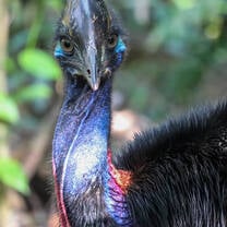 cassowary