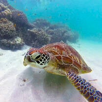 turtle in the Great Barrier Reef