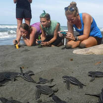 Tico Lingo volunteers watch baby turtles hatch on the beach